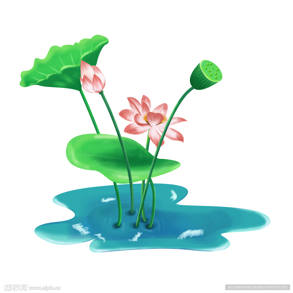 荷花