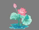 荷花