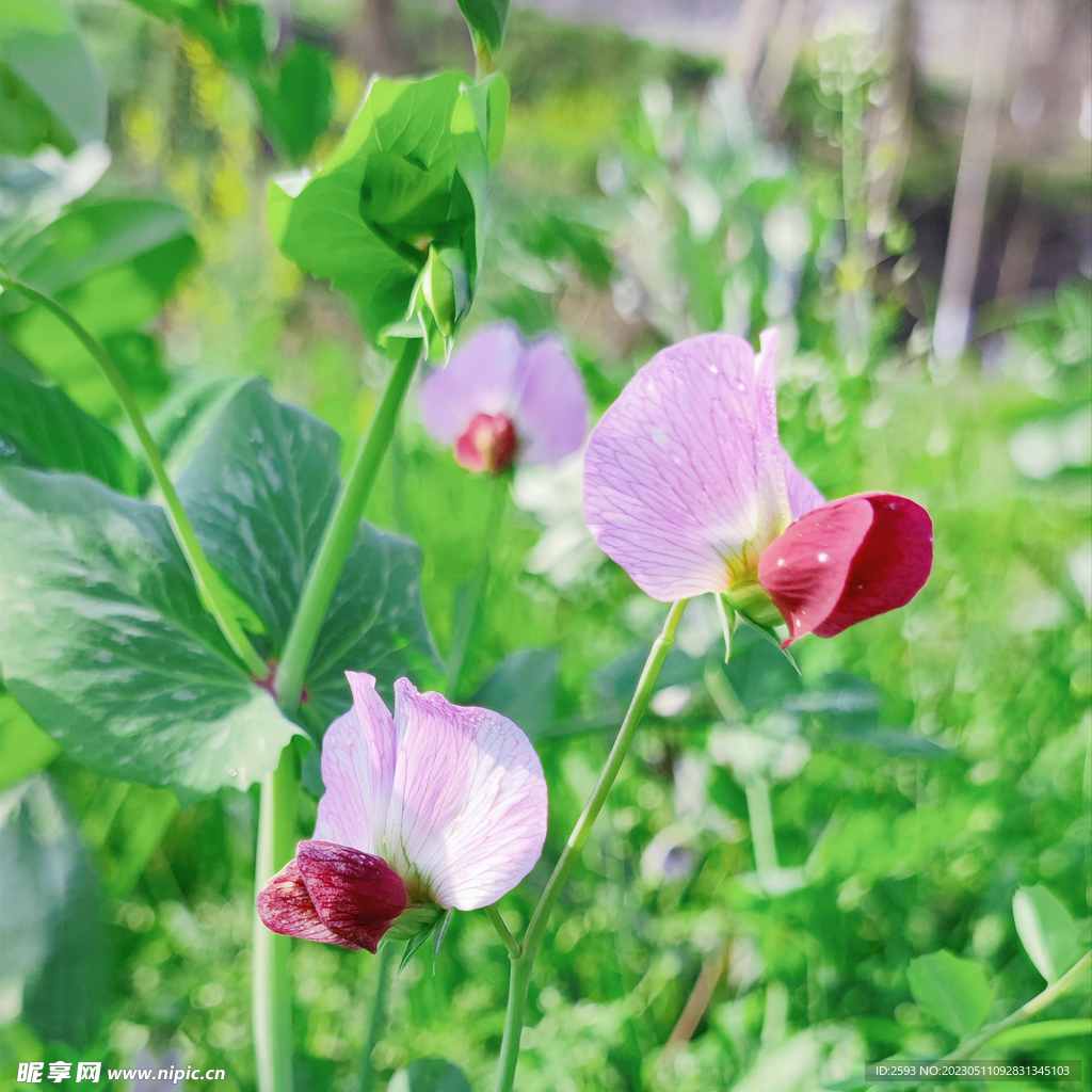 豌豆花图片素材-编号39868091-图行天下