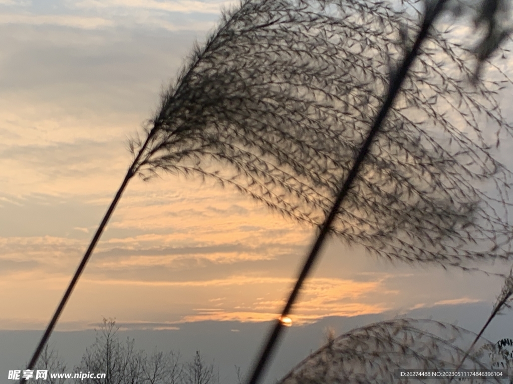 夕阳下的芦苇