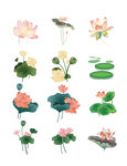 荷花