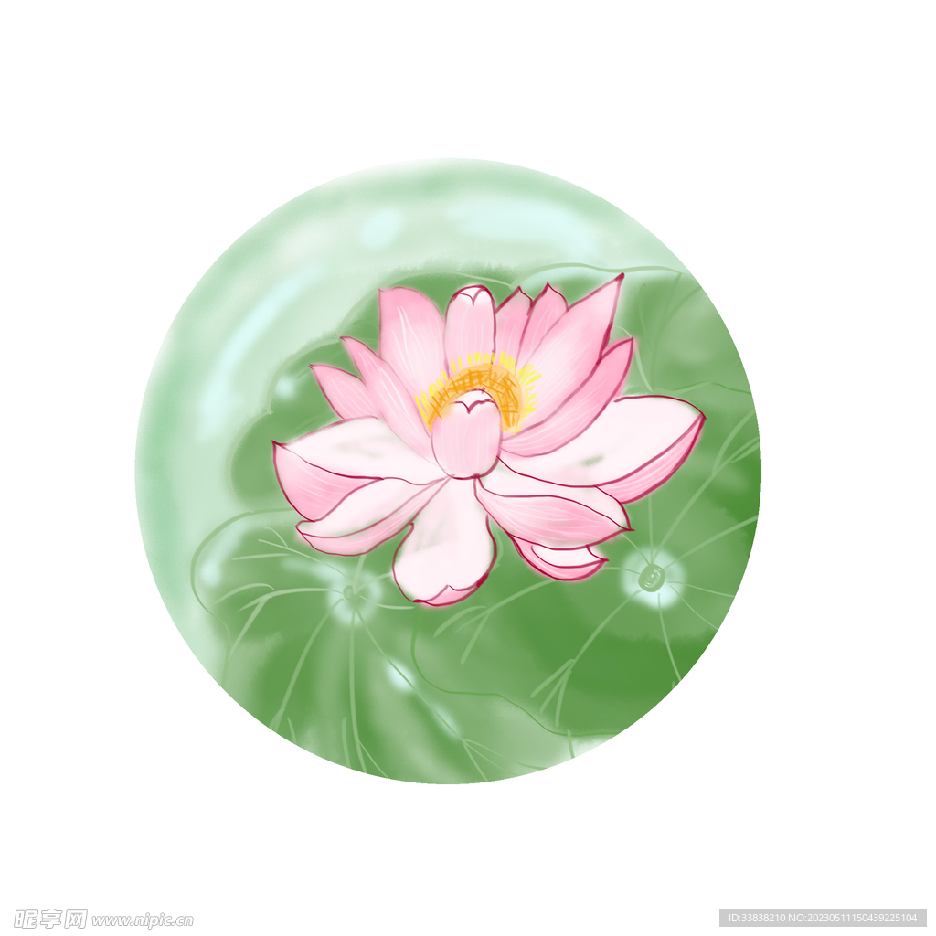 荷花