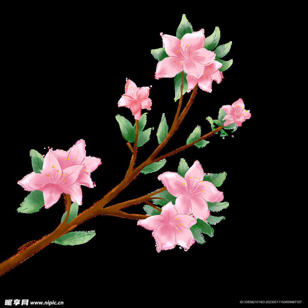 杜鹃花