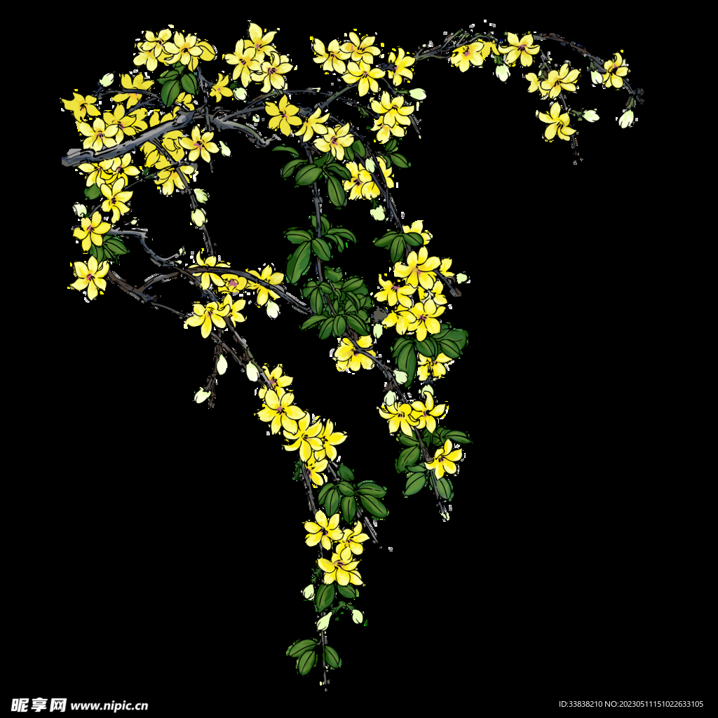 迎春花
