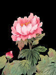 牡丹花