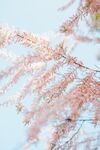 粉色的花