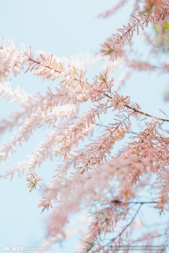 粉色的花