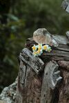 夹缝中的花