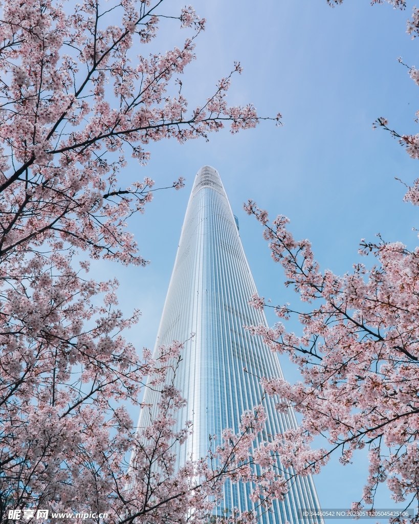 樱花