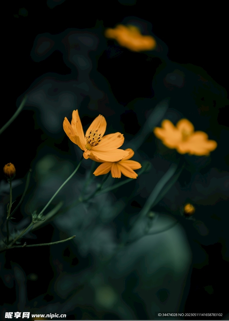 雏菊