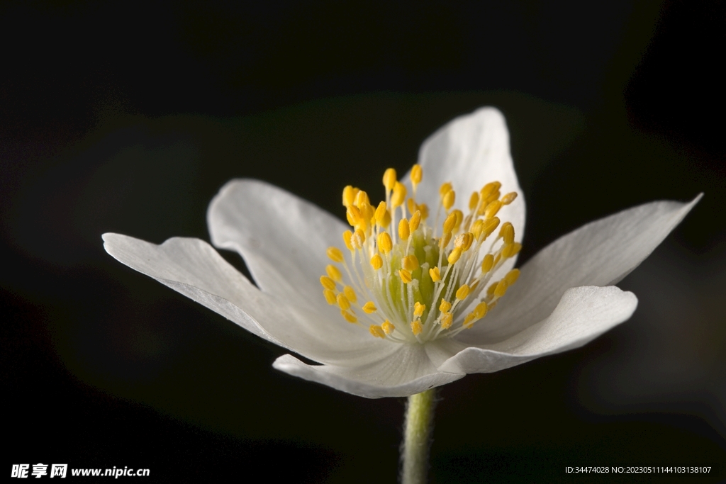 栀子花