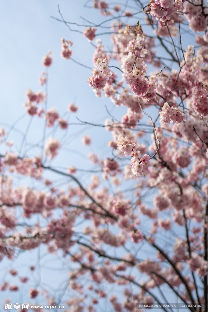 樱花树