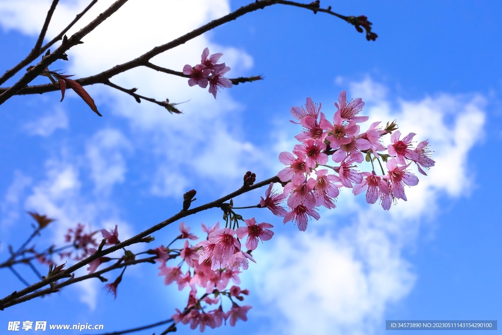 枝上樱花