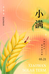 小满节气 