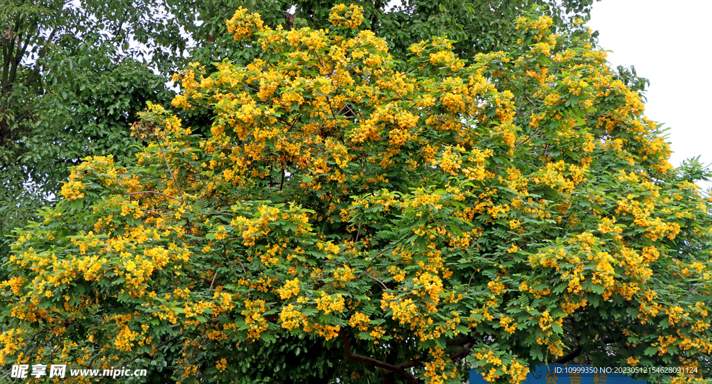 黄槐决明花