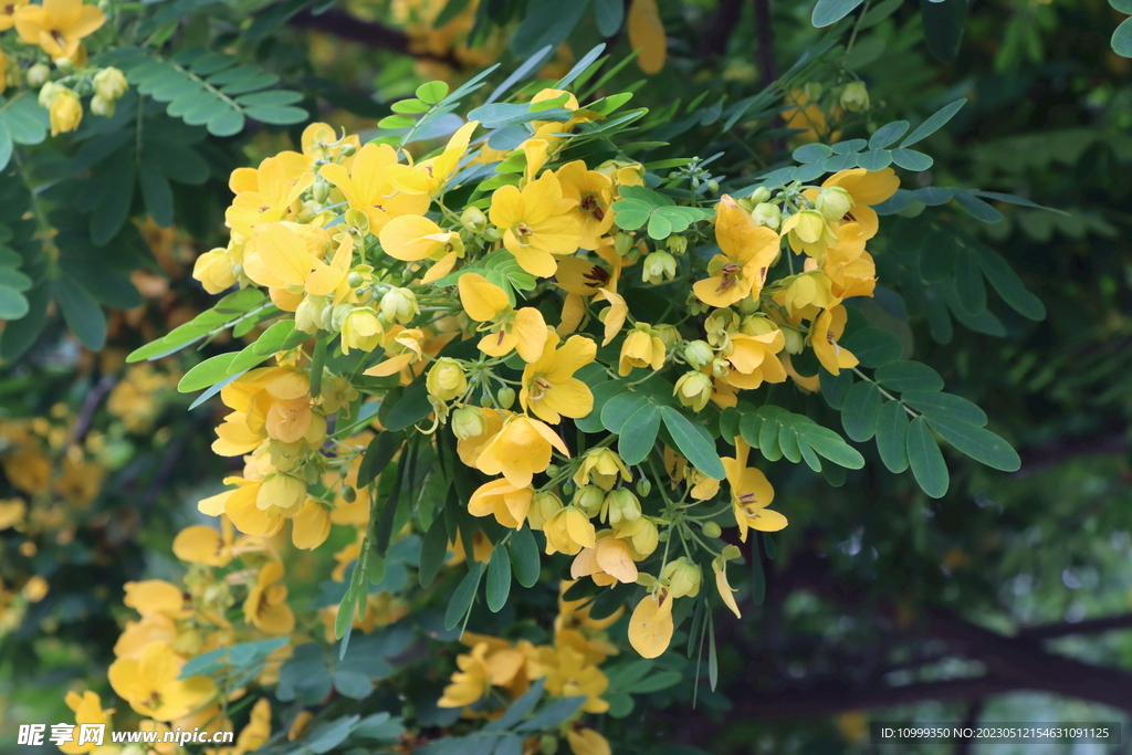 黄槐决明花