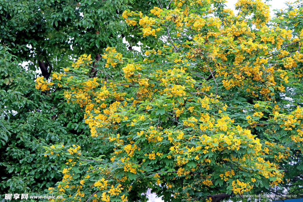 黄槐决明花