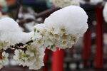 雪花