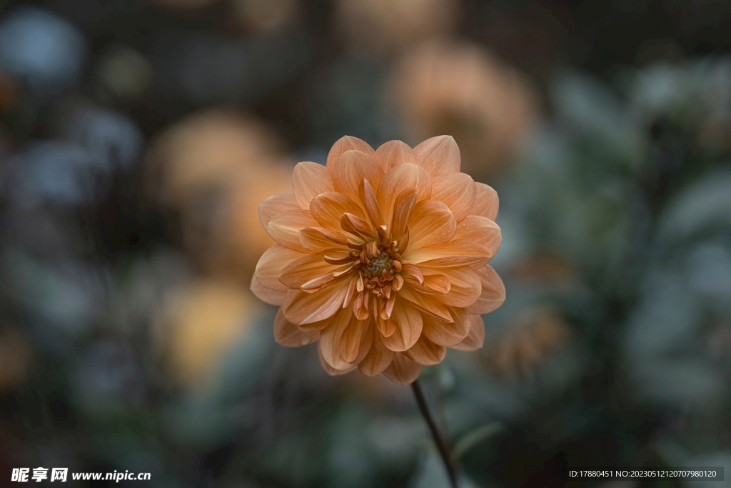 大丽花