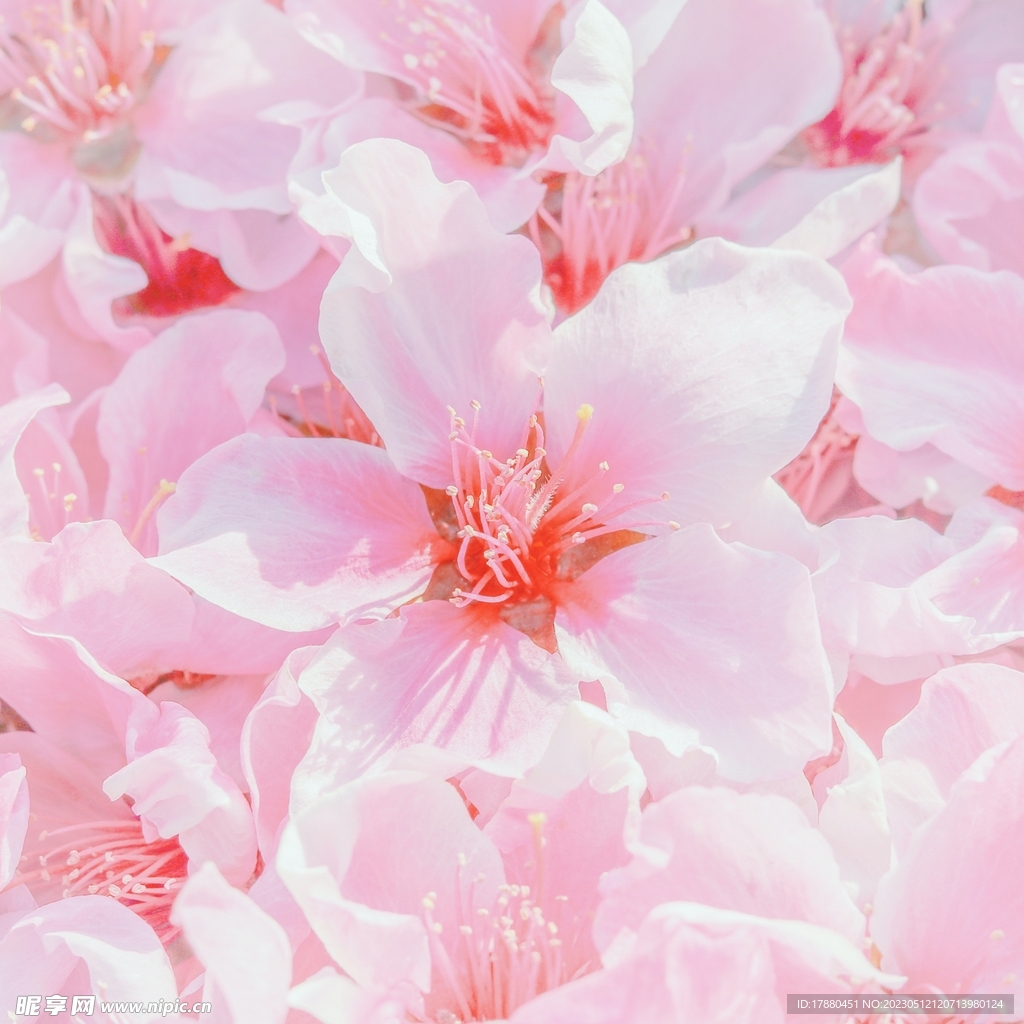樱花