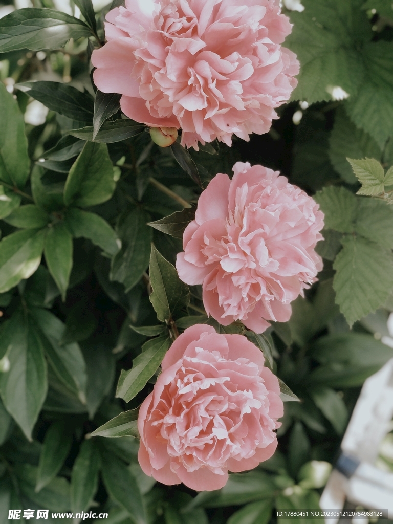 芍药