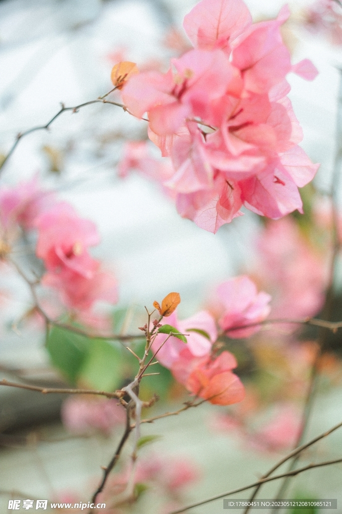 叶子花