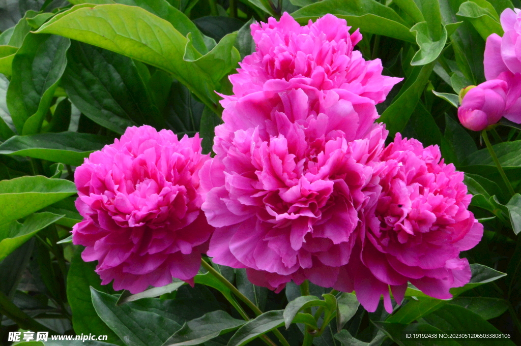 芍药花