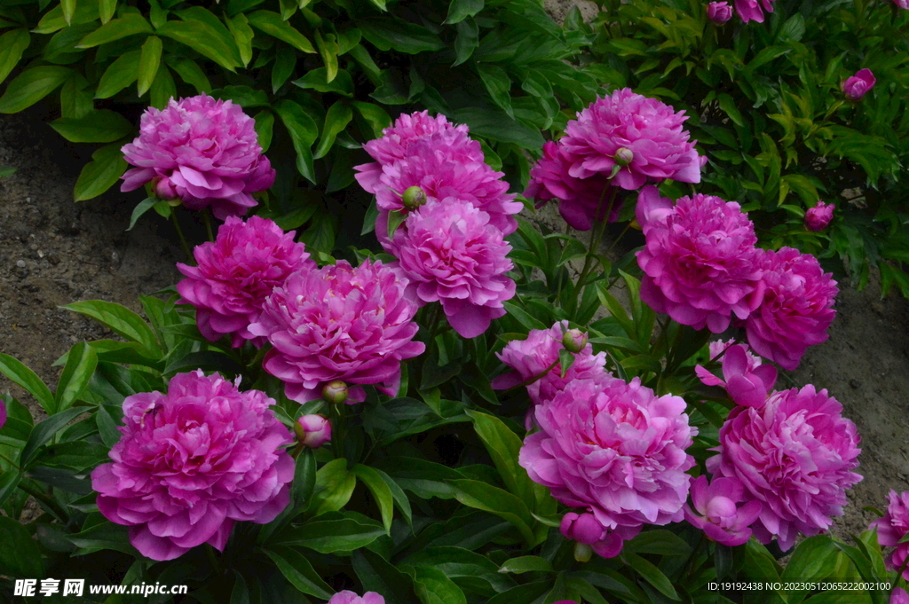 芍药花 