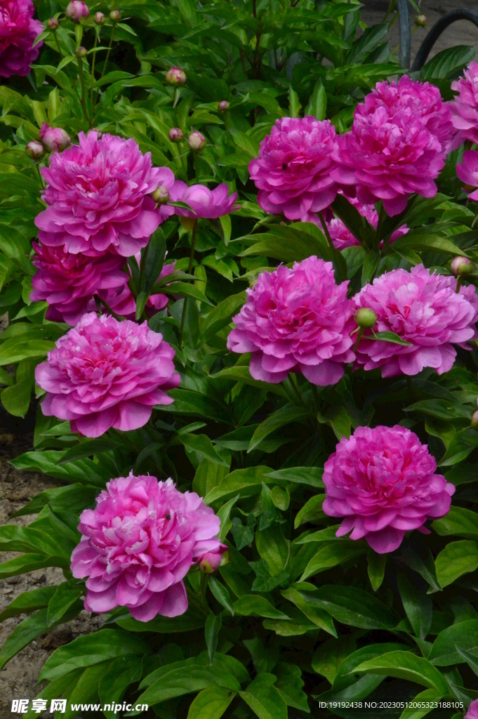 芍药花