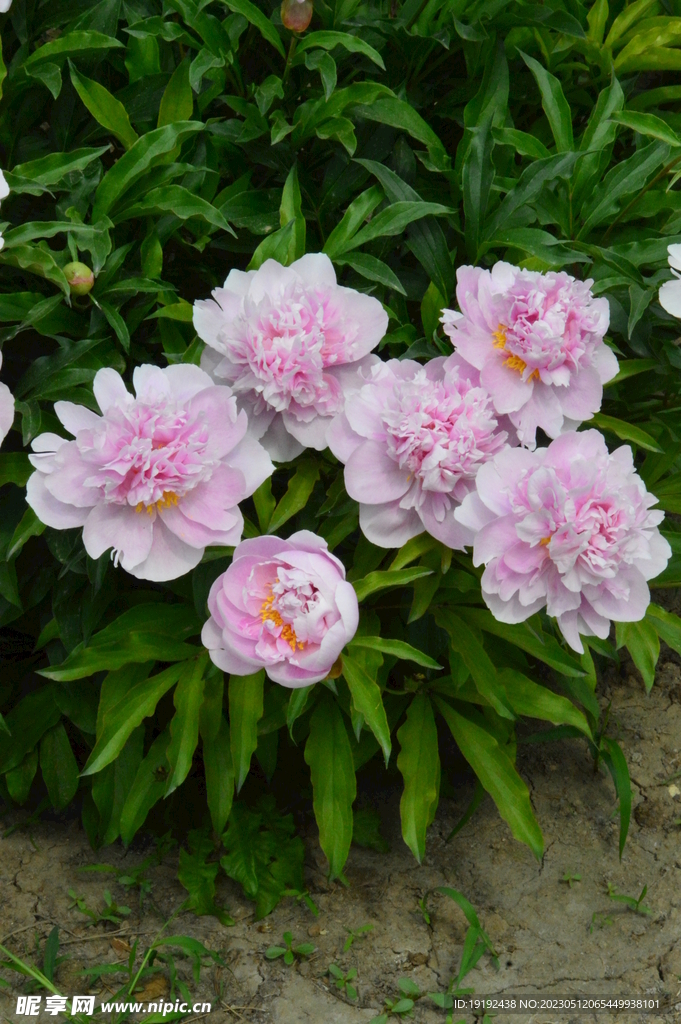 芍药花