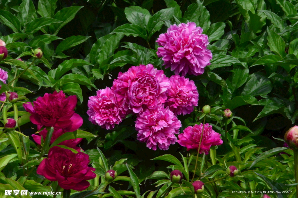 芍药花 