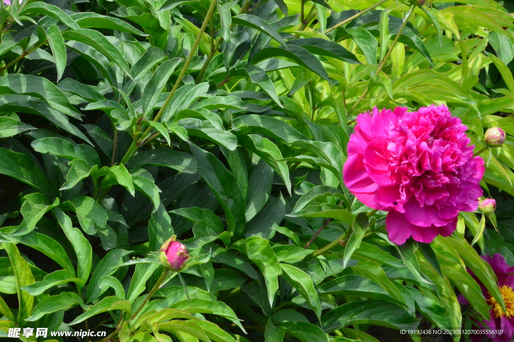 芍药花