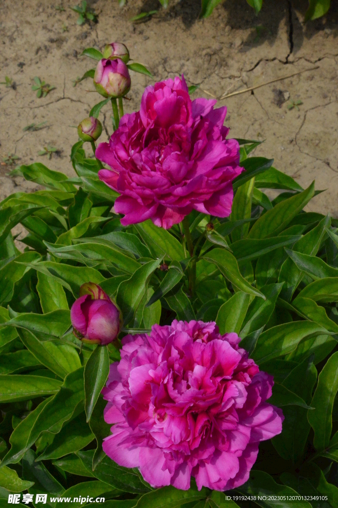 芍药花