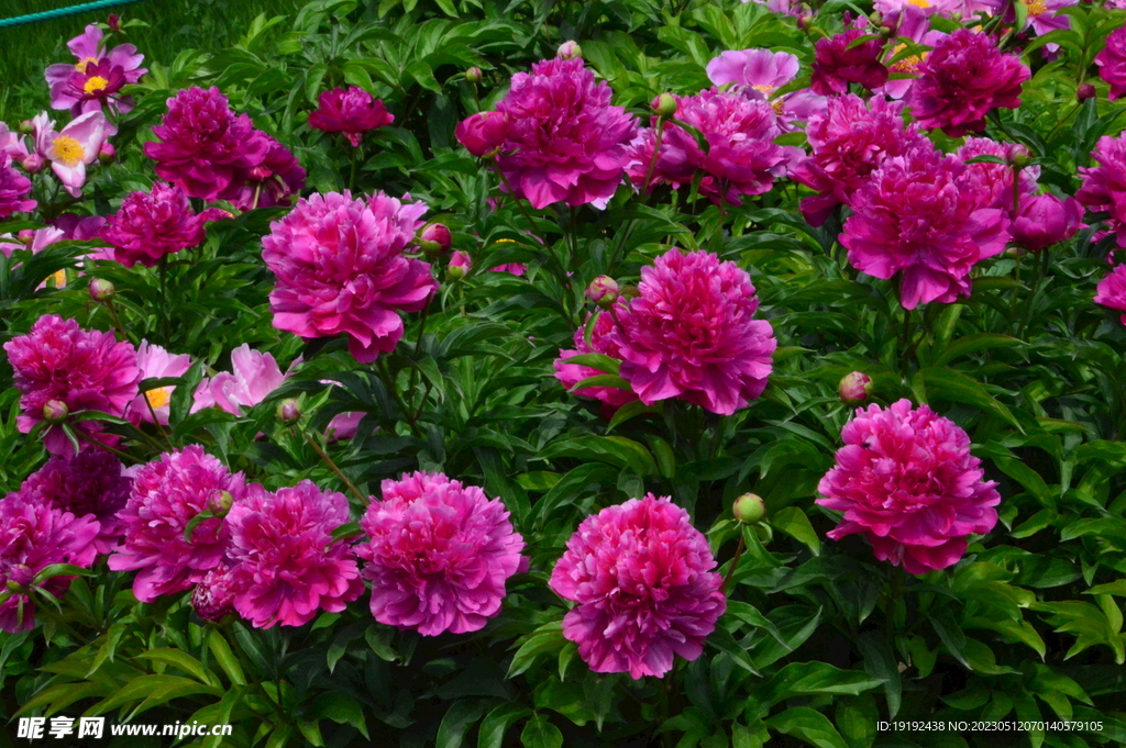 芍药花 