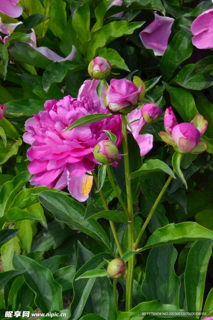 芍药花