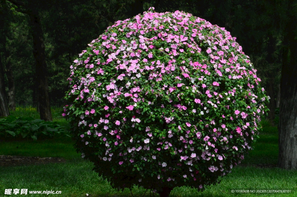  凤仙花花球 