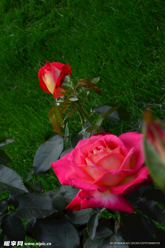 月季花 