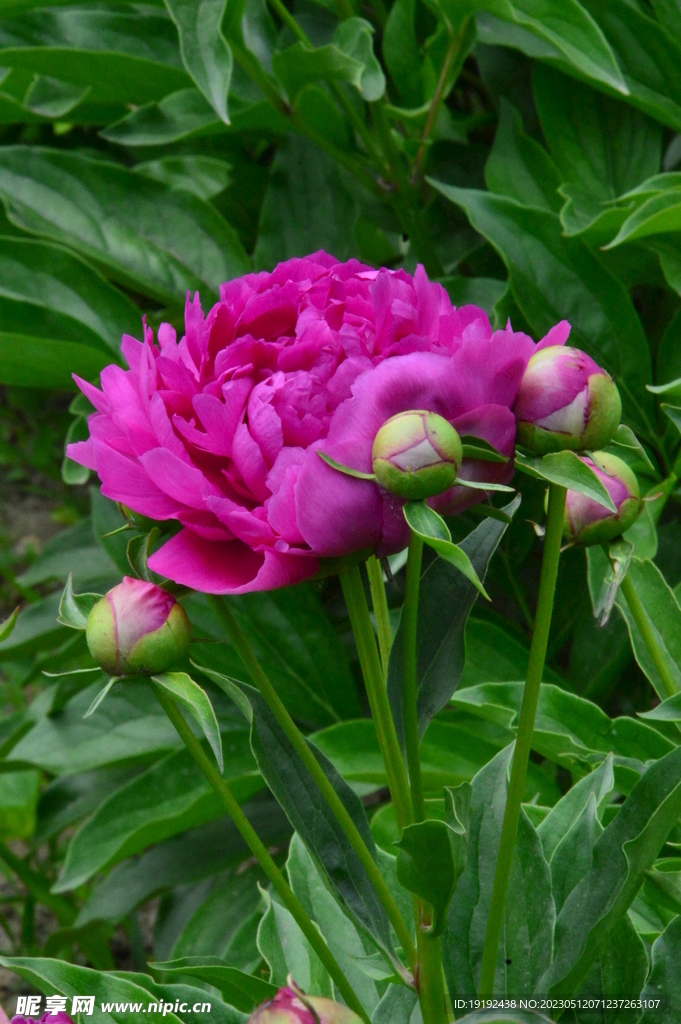 芍药花