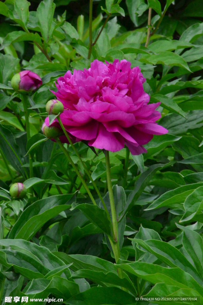 芍药花 