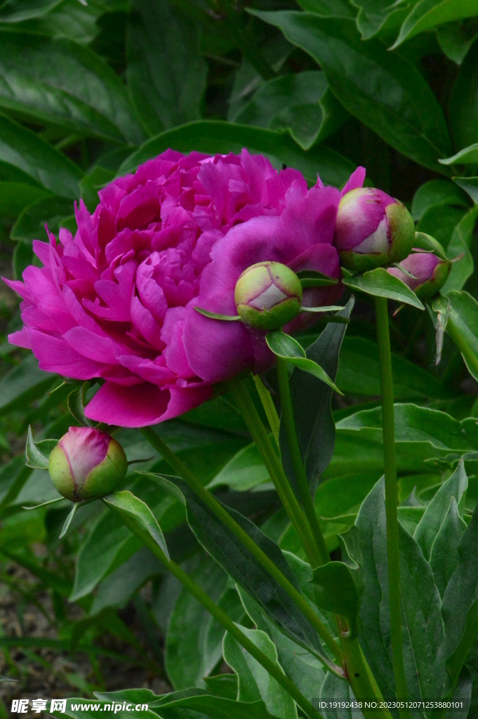 芍药花