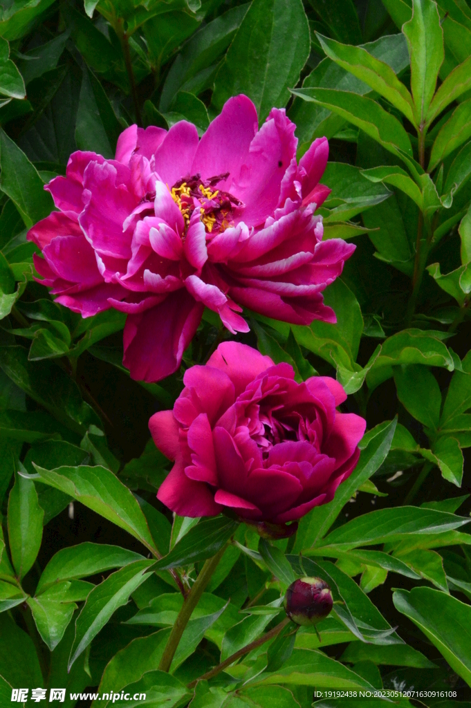 芍药花