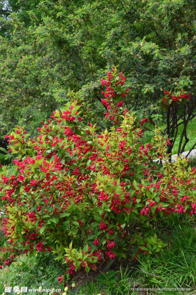 锦带花 