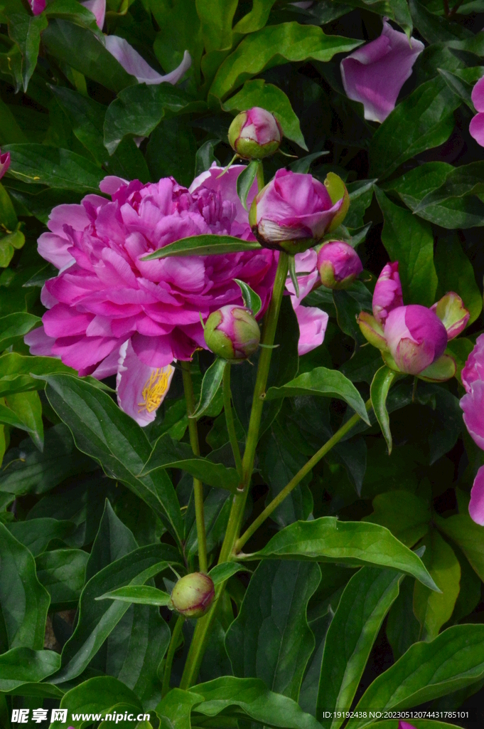 芍药花