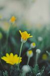 小黄花