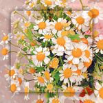小菊花