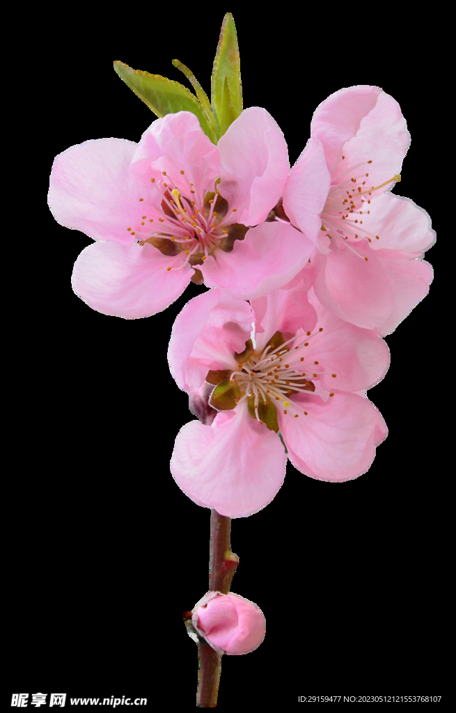 桃花 