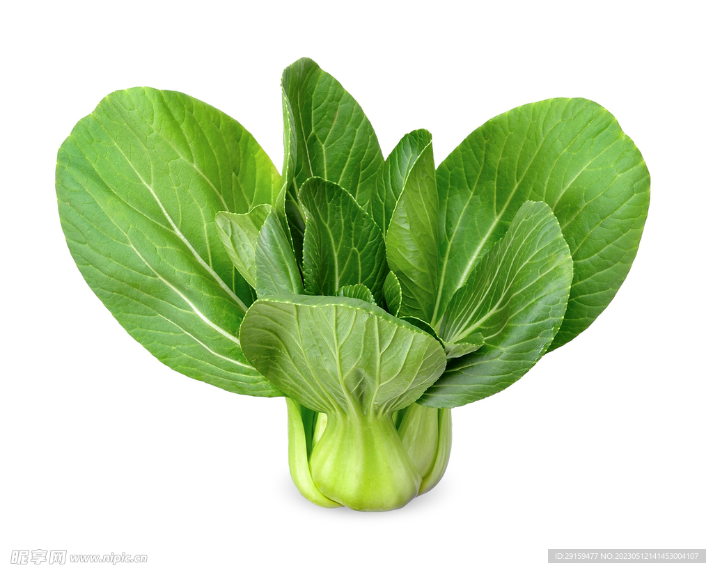 正在生长的蔬菜上海青高清图片下载-正版图片501191625-摄图网