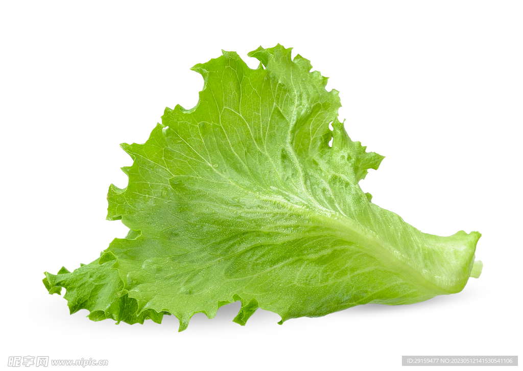 生菜
