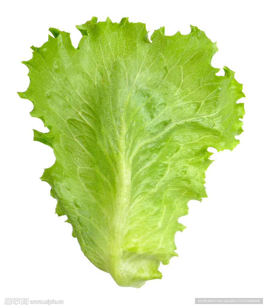 生菜