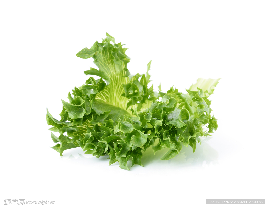 生菜